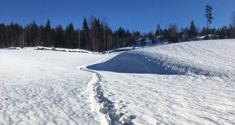 Animal tracks in the snow