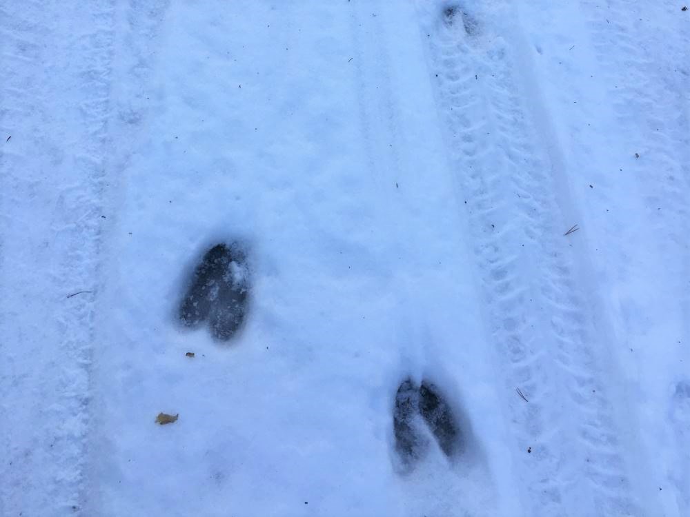Animal tracks on the snow - Question 2