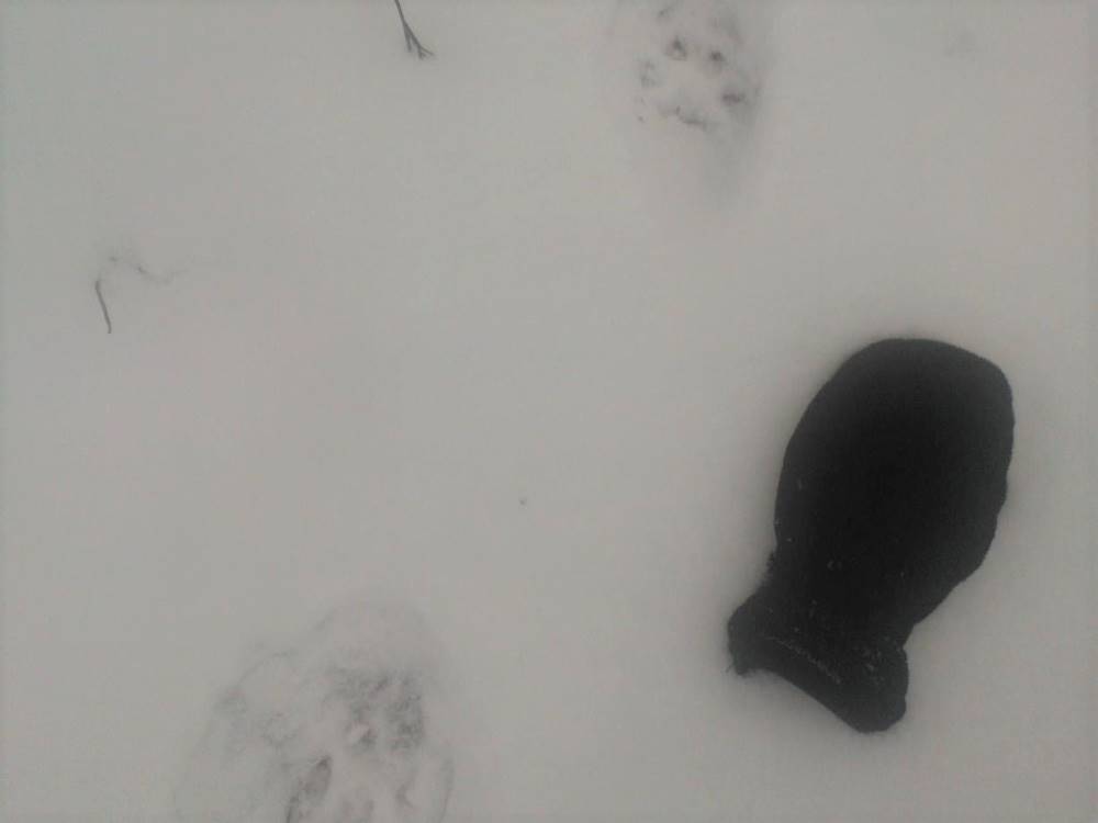 Animal tracks on the snow - Question 4