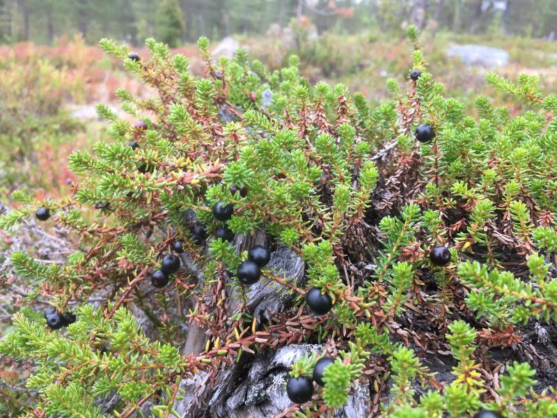 Crowberries in Lapland
