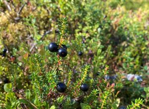 Overlooked crowberry is actually spectacular superfood from Lapland