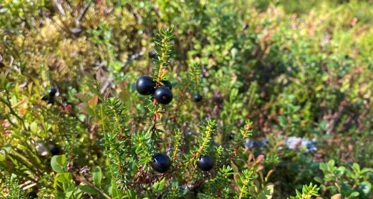 Overlooked crowberry is actually spectacular superfood from Lapland