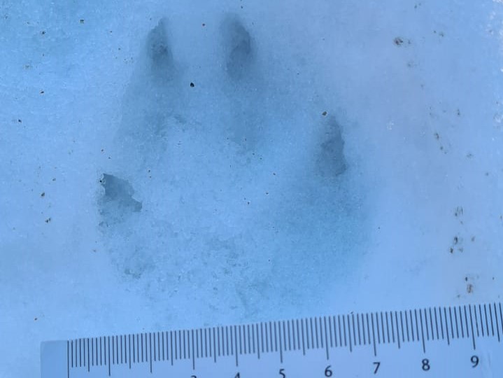Animal tracks in the snow - Question 12