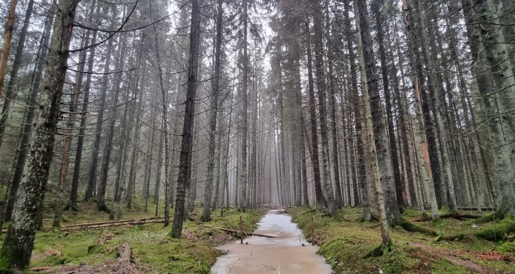 Klassarinkierros Nuuksio national park Vihti