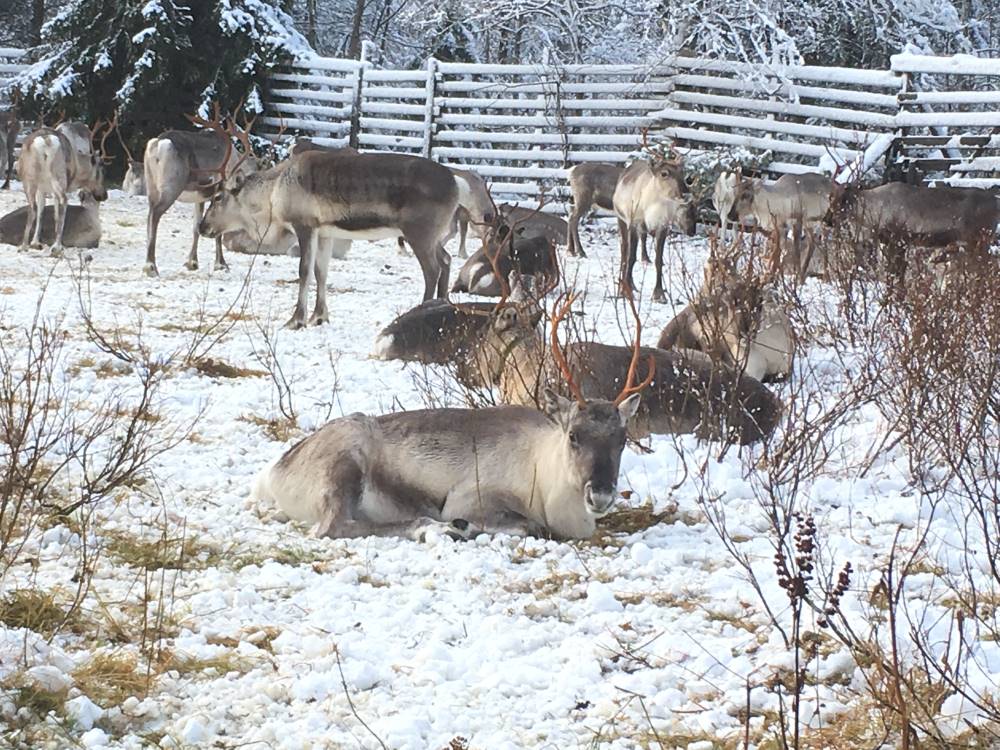 Reindeers in Lapland