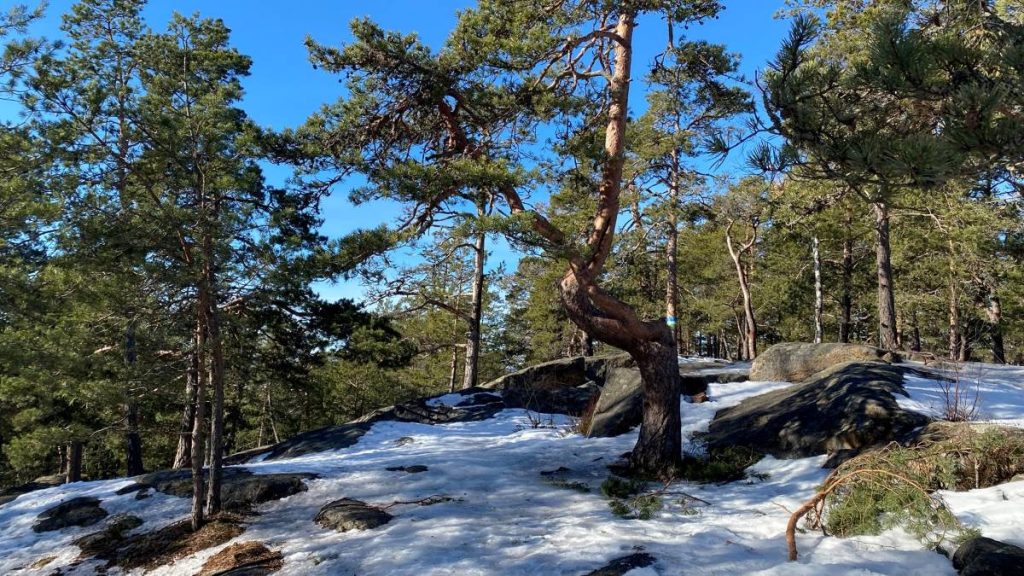 Icy Vaarniemi nature trail