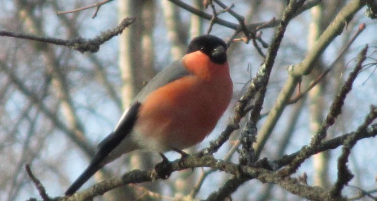 Birdwatching event Pihabongaus is great for observing birds in Finland