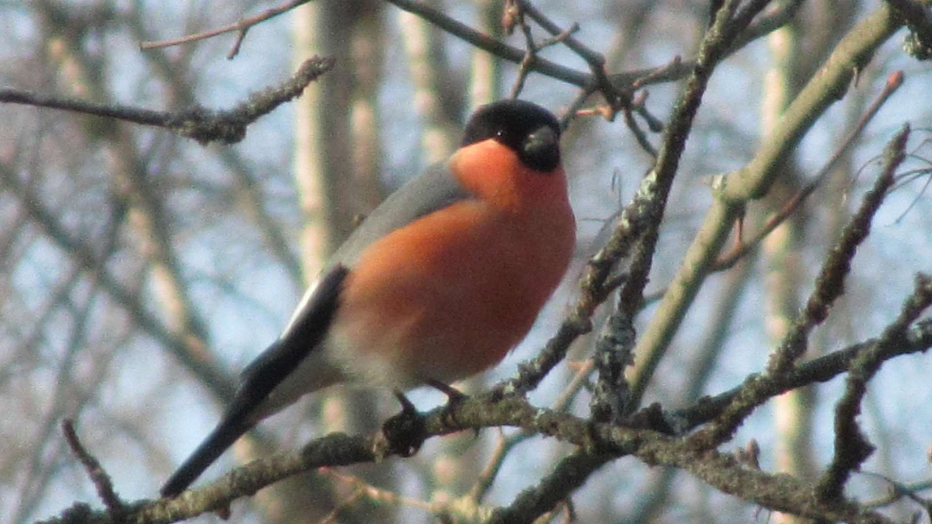 Birdwatching event Pihabongaus is great for observing birds in Finland