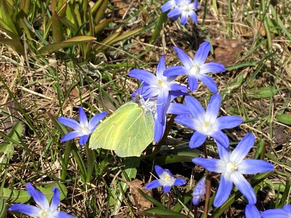 Brimstone - spring butterflies in Finland