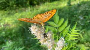 Summer butterflies in Finland