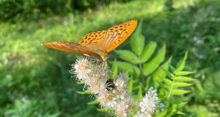 Summer butterflies in Finland