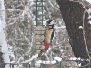 Käpytikka great spotted woodpecker