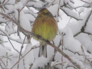 Keltasirkku yellowhammer