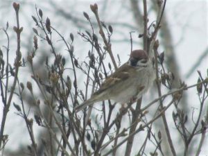 Pikkuvarpunen Eurasian tree sparrow