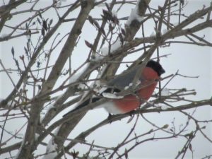 Punatulkku bullfinch