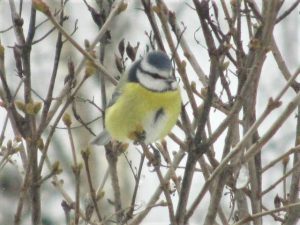 Sinitiainen Eurasian blue tit