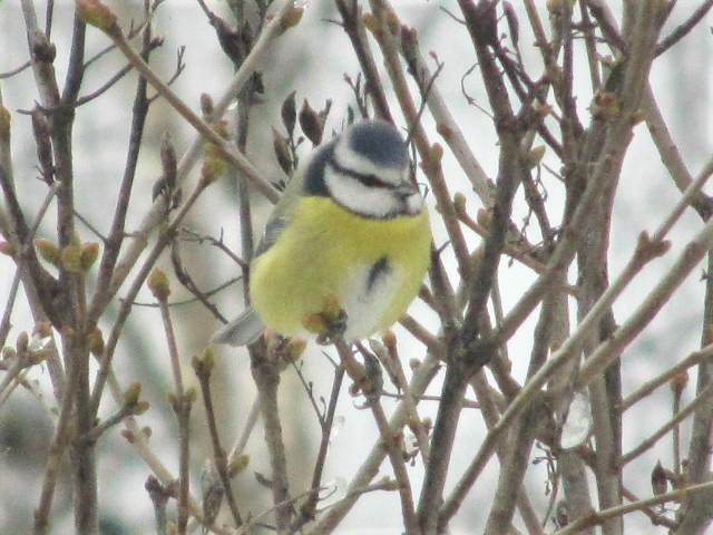 Sinitiainen Eurasian blue tit