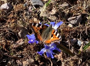 Spring butterflies