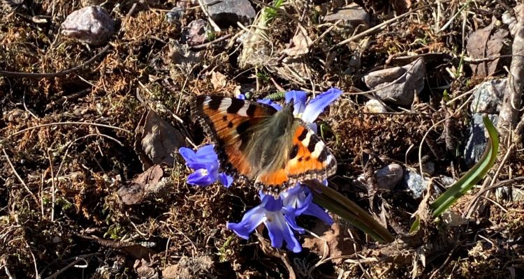 Spring butterflies