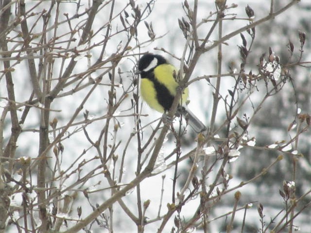 Talitintti great tit