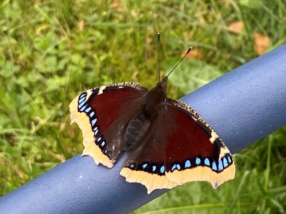 Mourning cloak