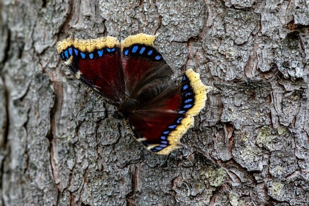 Mourning cloak