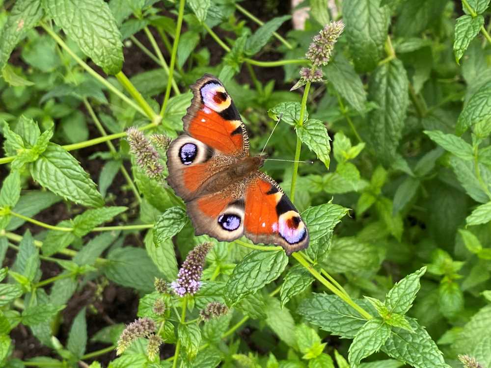 Peacock butterfly