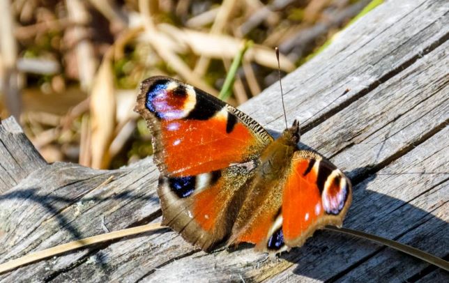 Peacock butterfly