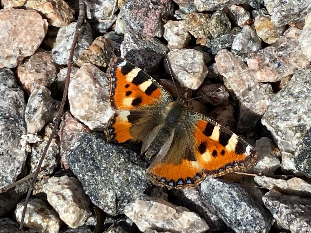 Small tortoiseshell is a common spring butterfly in Finland