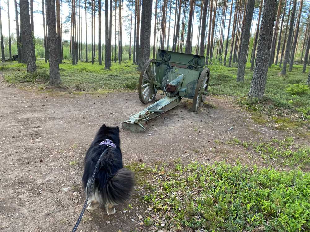 Artillery at Menkijärvi