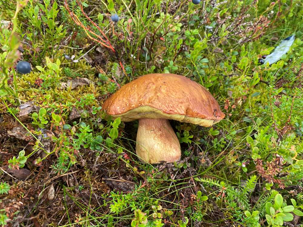 Bay bolete