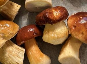 How to identify edible boletes in Finland