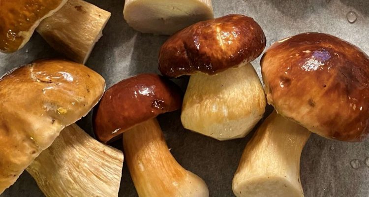 How to identify edible boletes in Finland