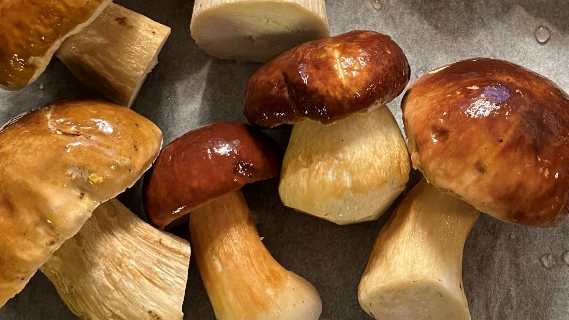 How to identify edible boletes in Finland