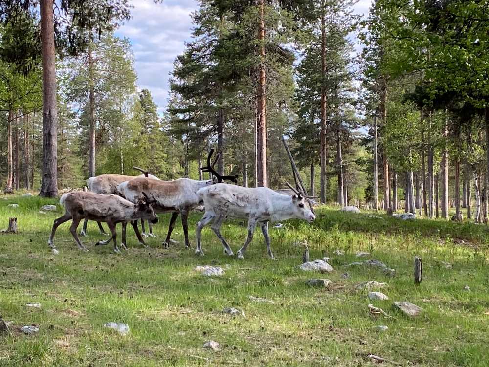 Reindeers