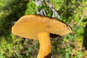 Velvet bolete