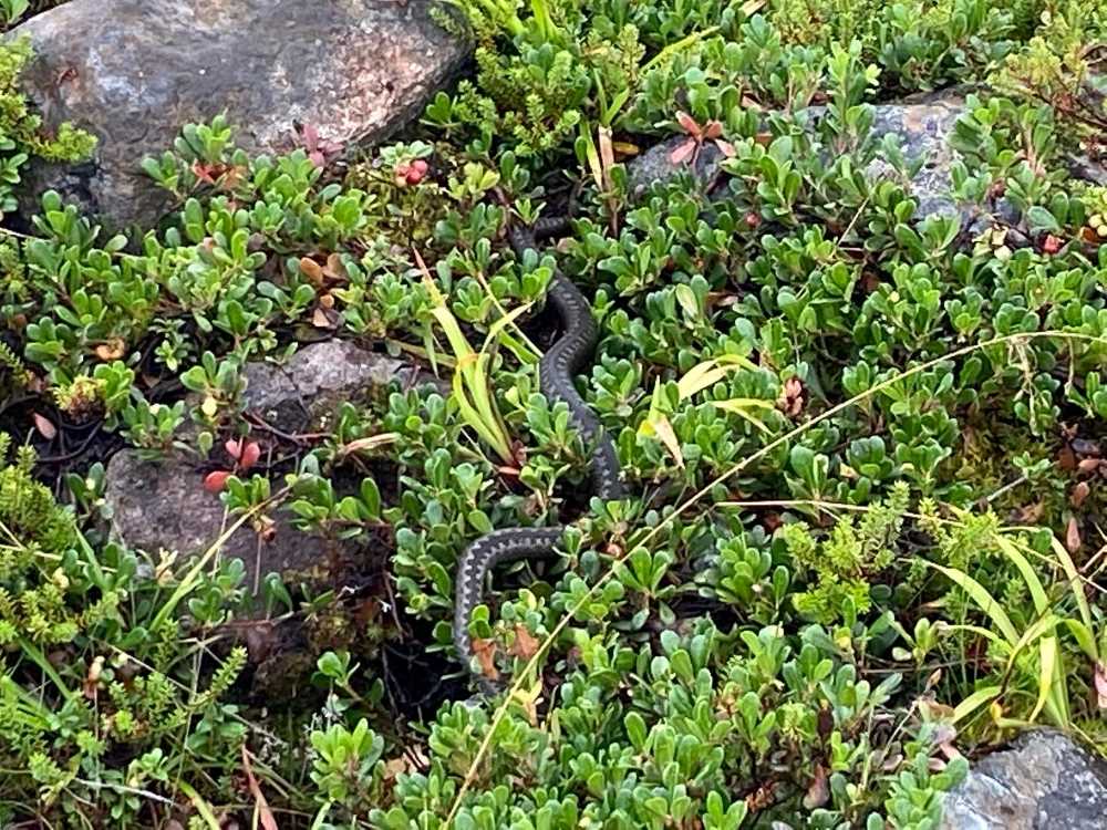 Adder at Kastelli Giant's Church