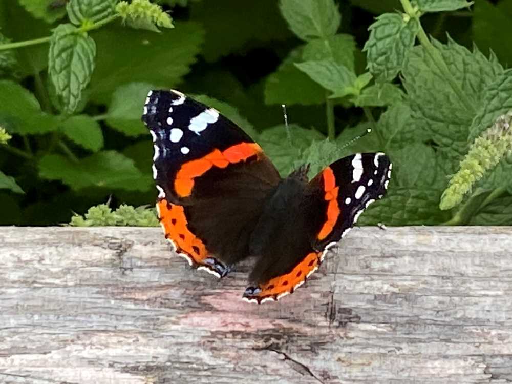 Red admiral