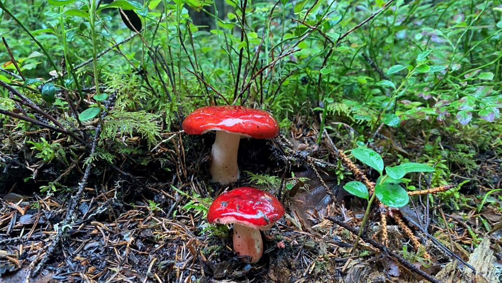 Out in the Nature Explore the nature of Finland