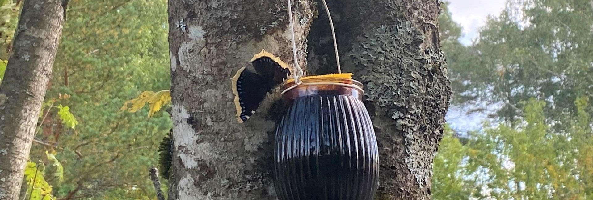 DIY butterfly feeder