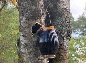 DIY butterfly feeder