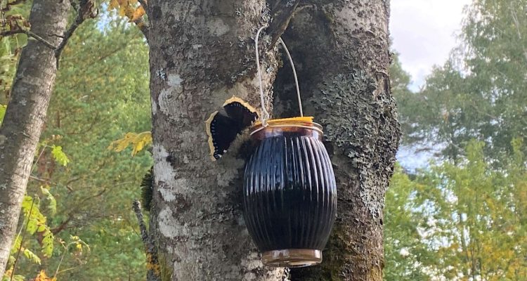 DIY butterfly feeder