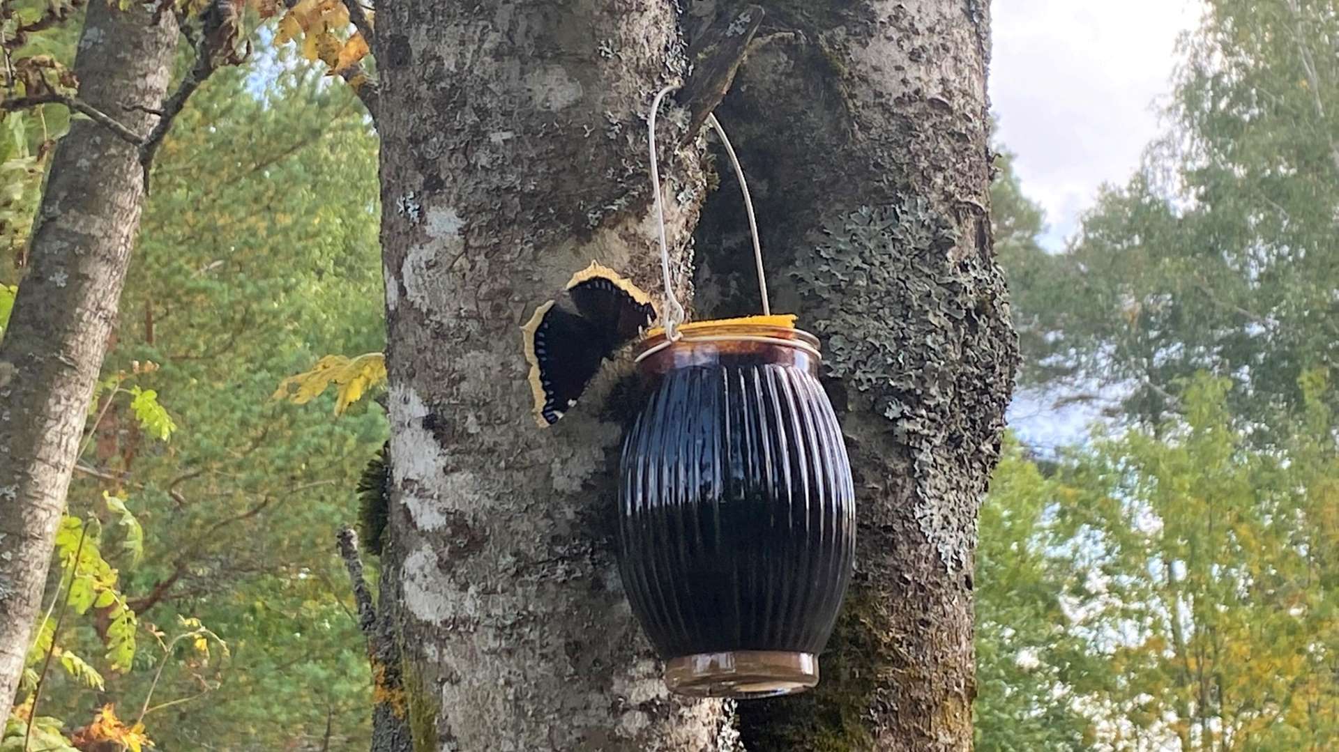 DIY butterfly feeder
