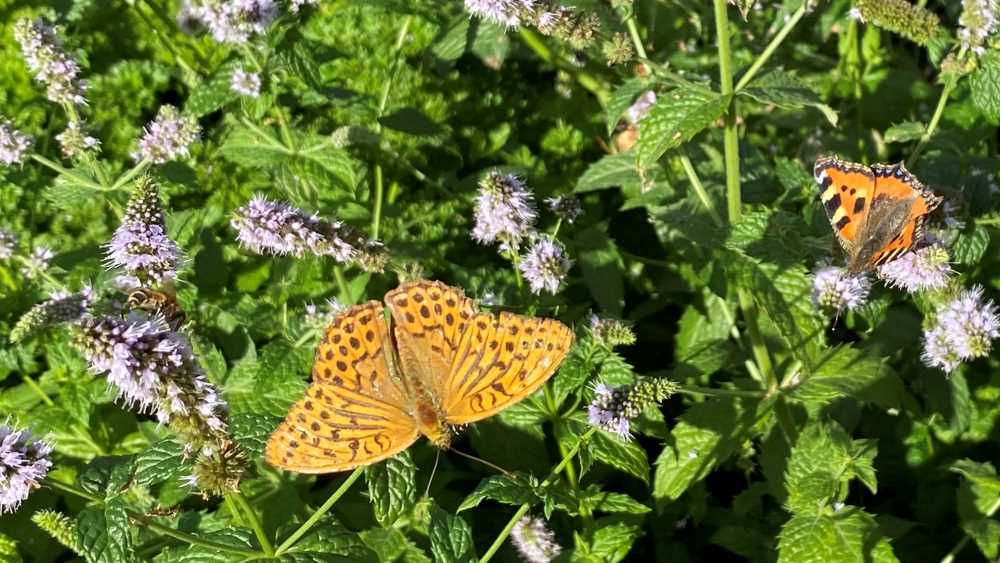 Fritillary and small tortoiseshell on mint