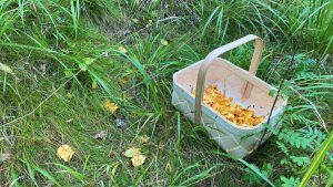 How to dress and what you need for foraging berries or mushrooms