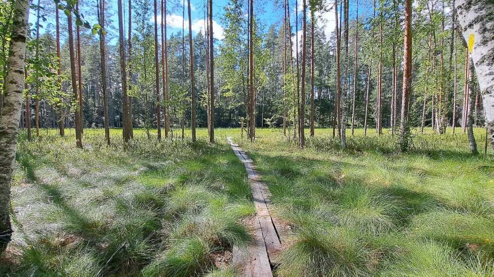 Vilkaharju duckboards