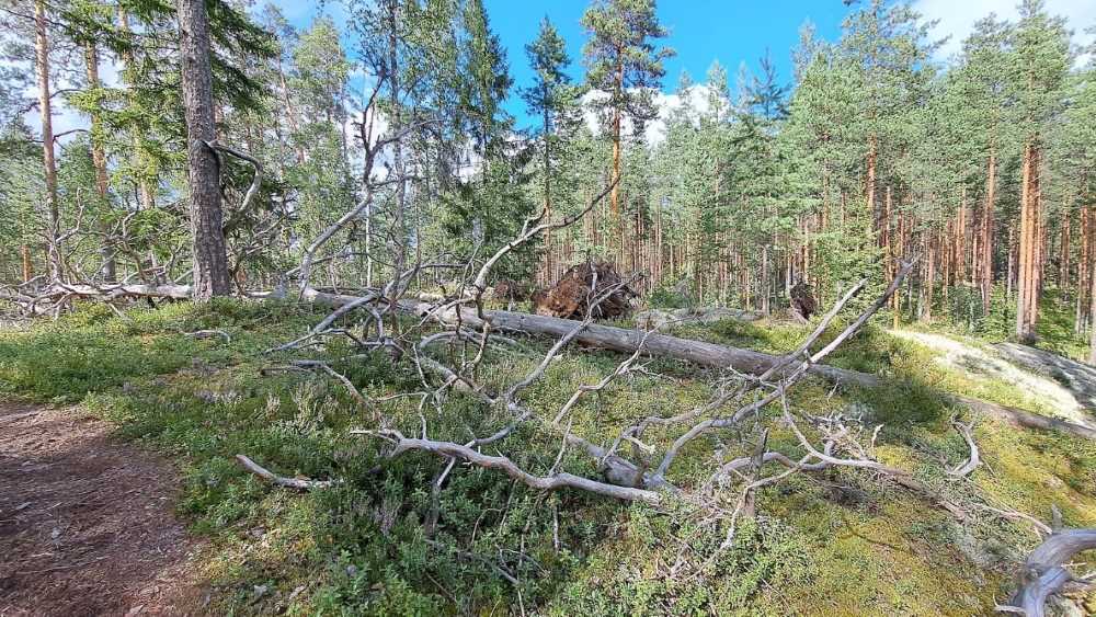 Vilkaharju fallen trees