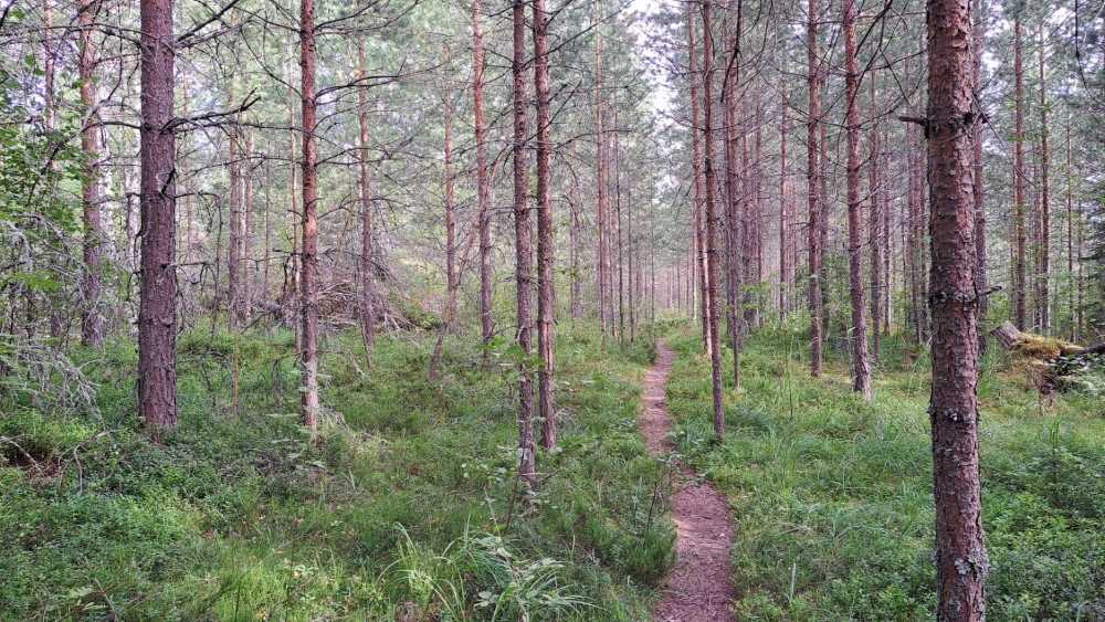 Vilkaharju pine forest