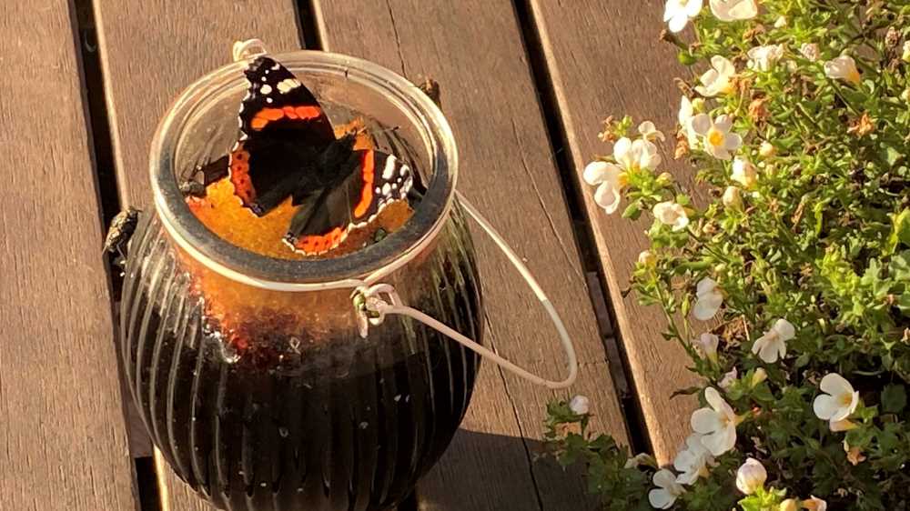 Red admiral in the butterfly feeding jar