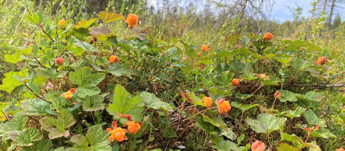 Wild berries in Finland